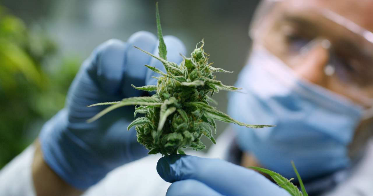 Indica Sur SL gana popularidad gracias a su campaña de microcenazgo