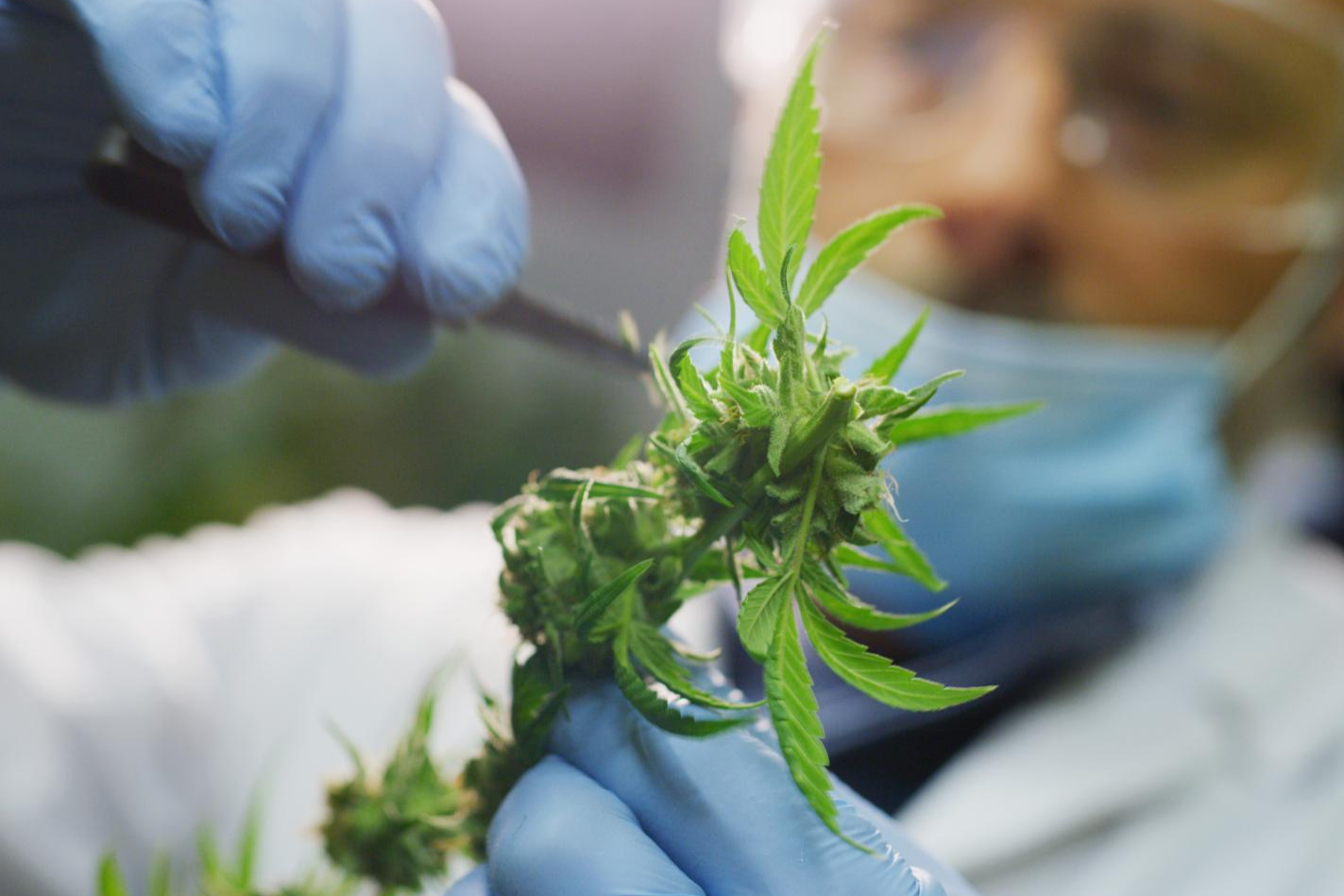 Wild CBD, la tienda que ofrece al cliente un extenso catálogo de productos elaborados a base de CBD como las flores CBD
