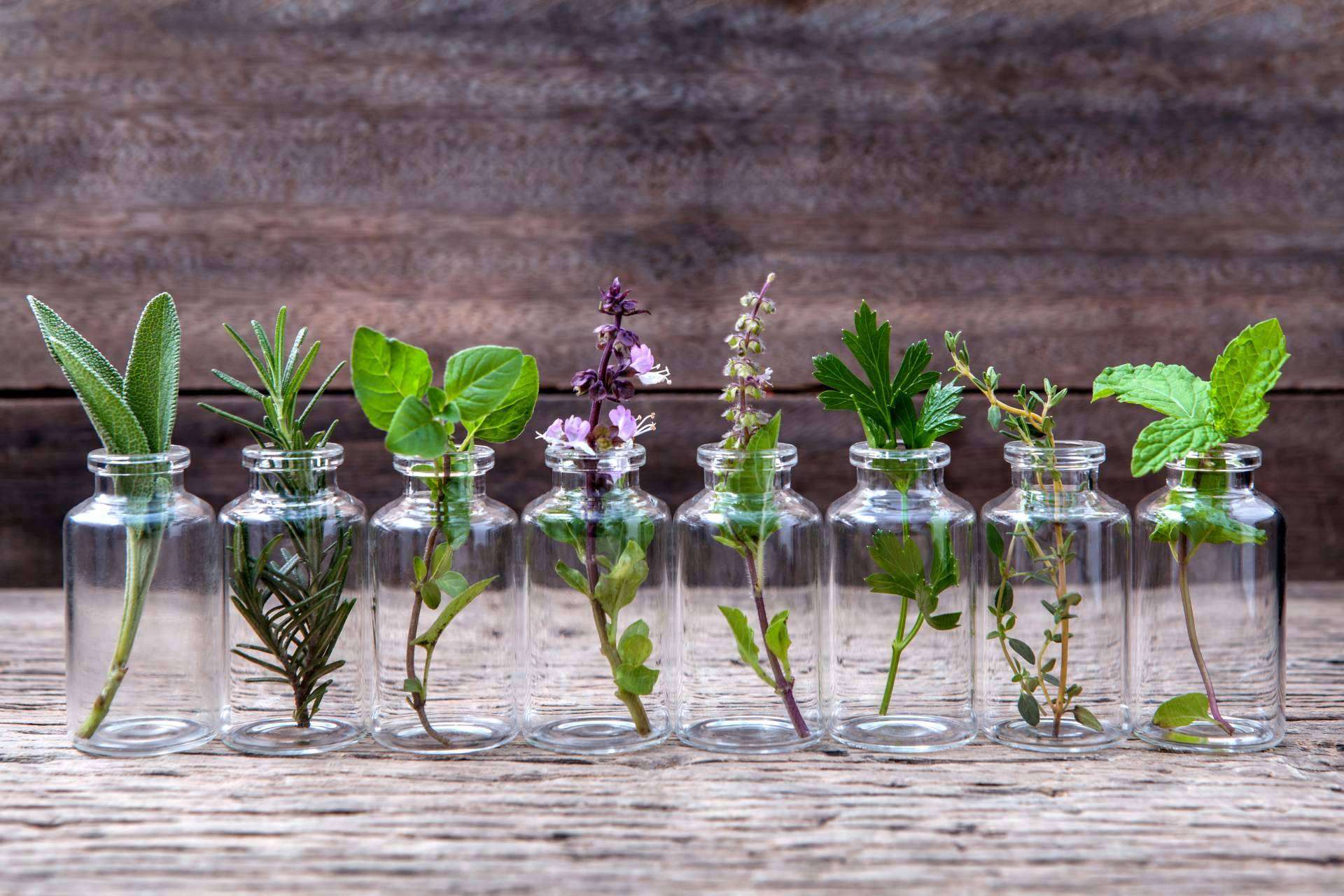 Spirit Natura: ¿Qué beneficios presentan las plantas aromáticas de calidad?