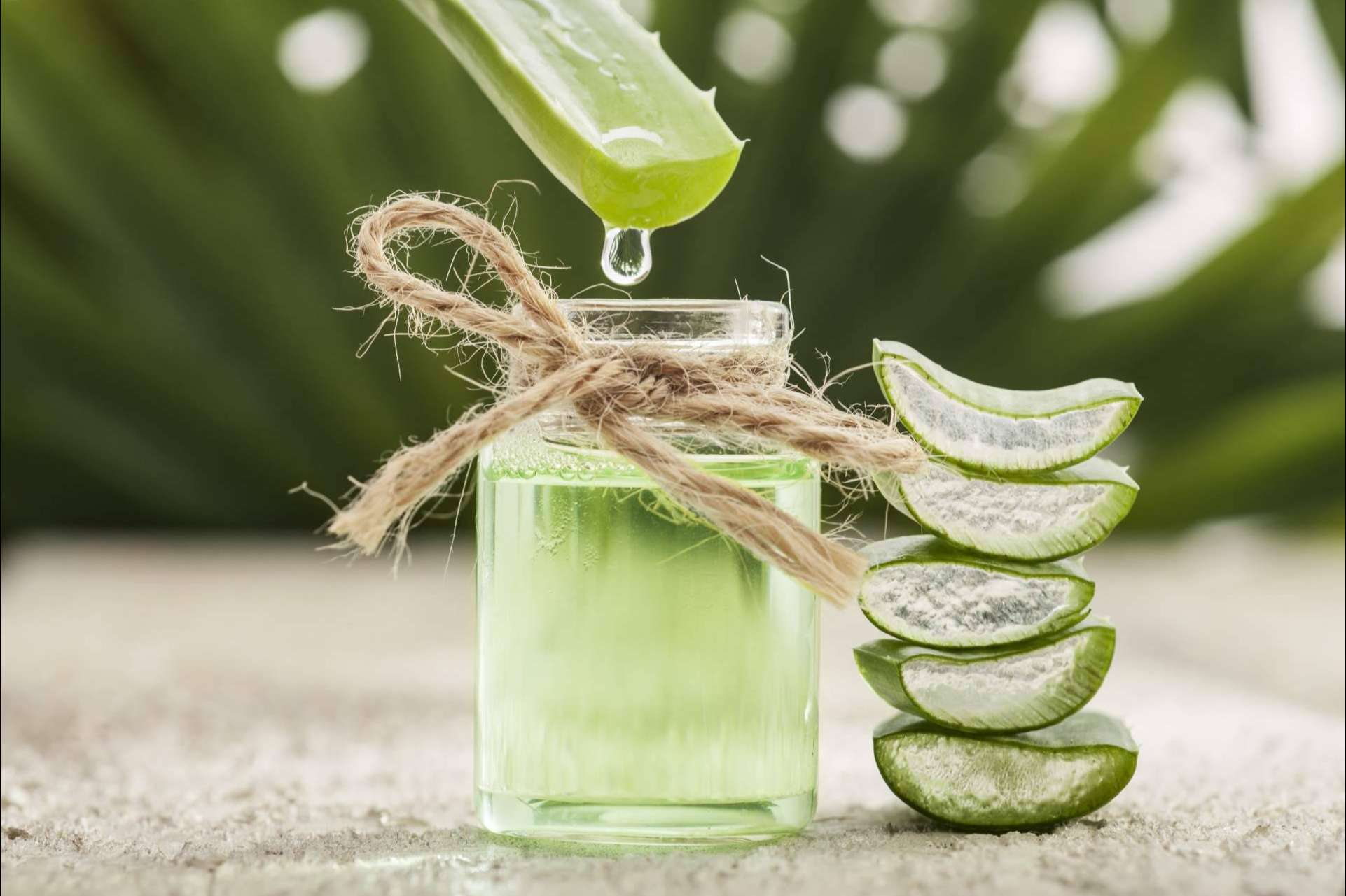 Territorio Aloe: trabajar online está al alcance de todos