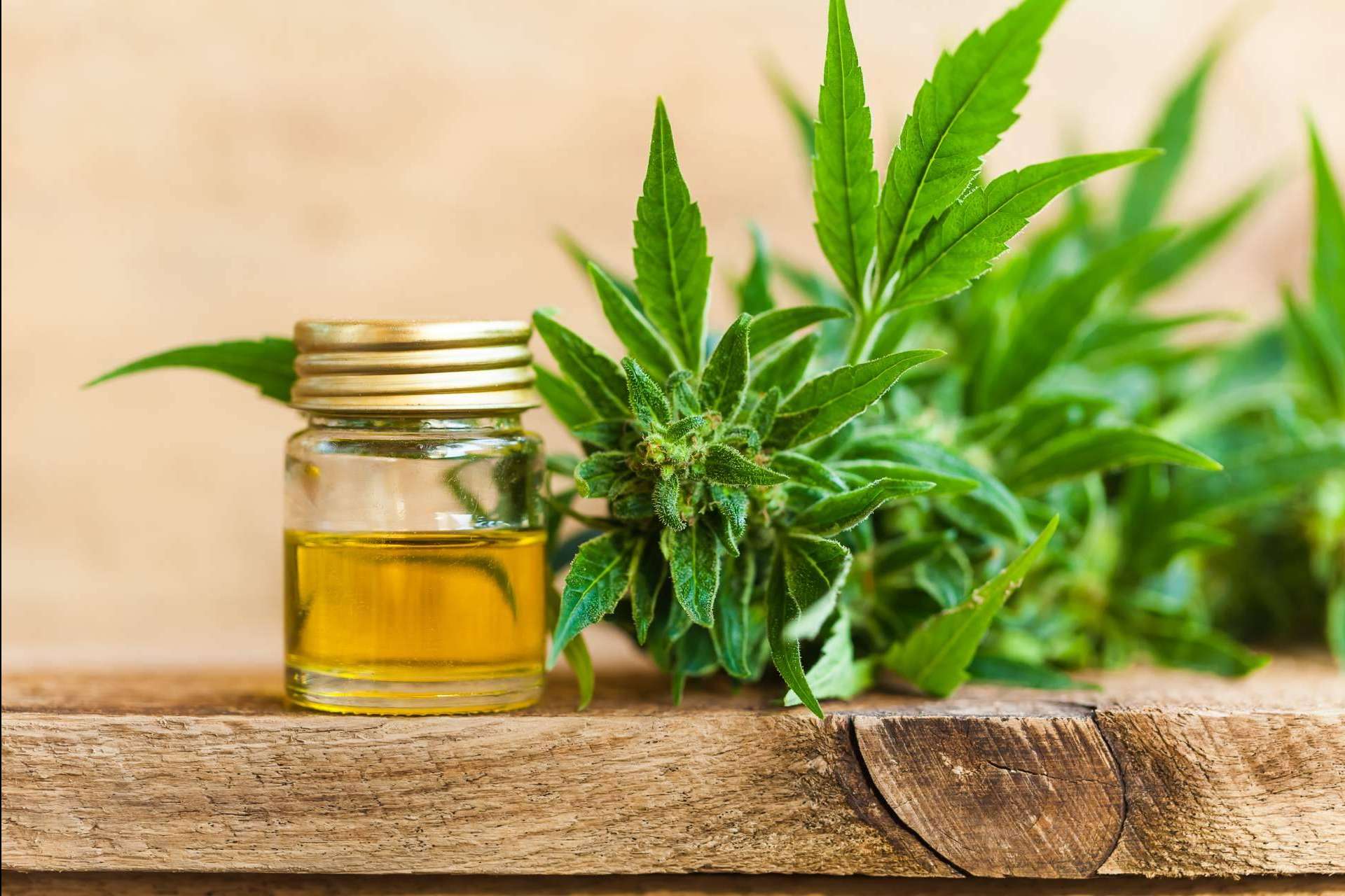 Las flores CBD ofrecen una gran cantidad de beneficios para la salud