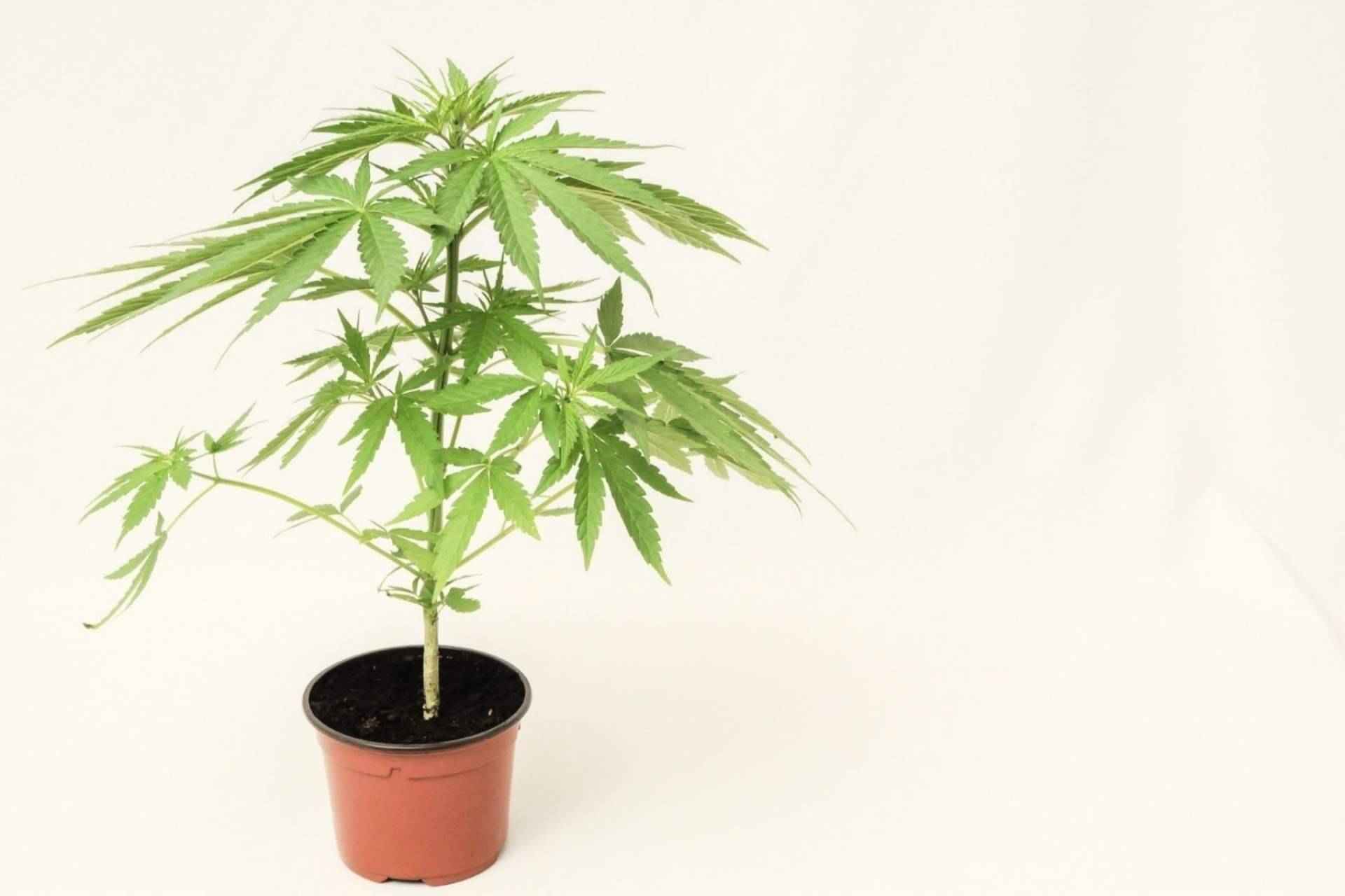 De Pata Verde: ¿Qué es el CBG?