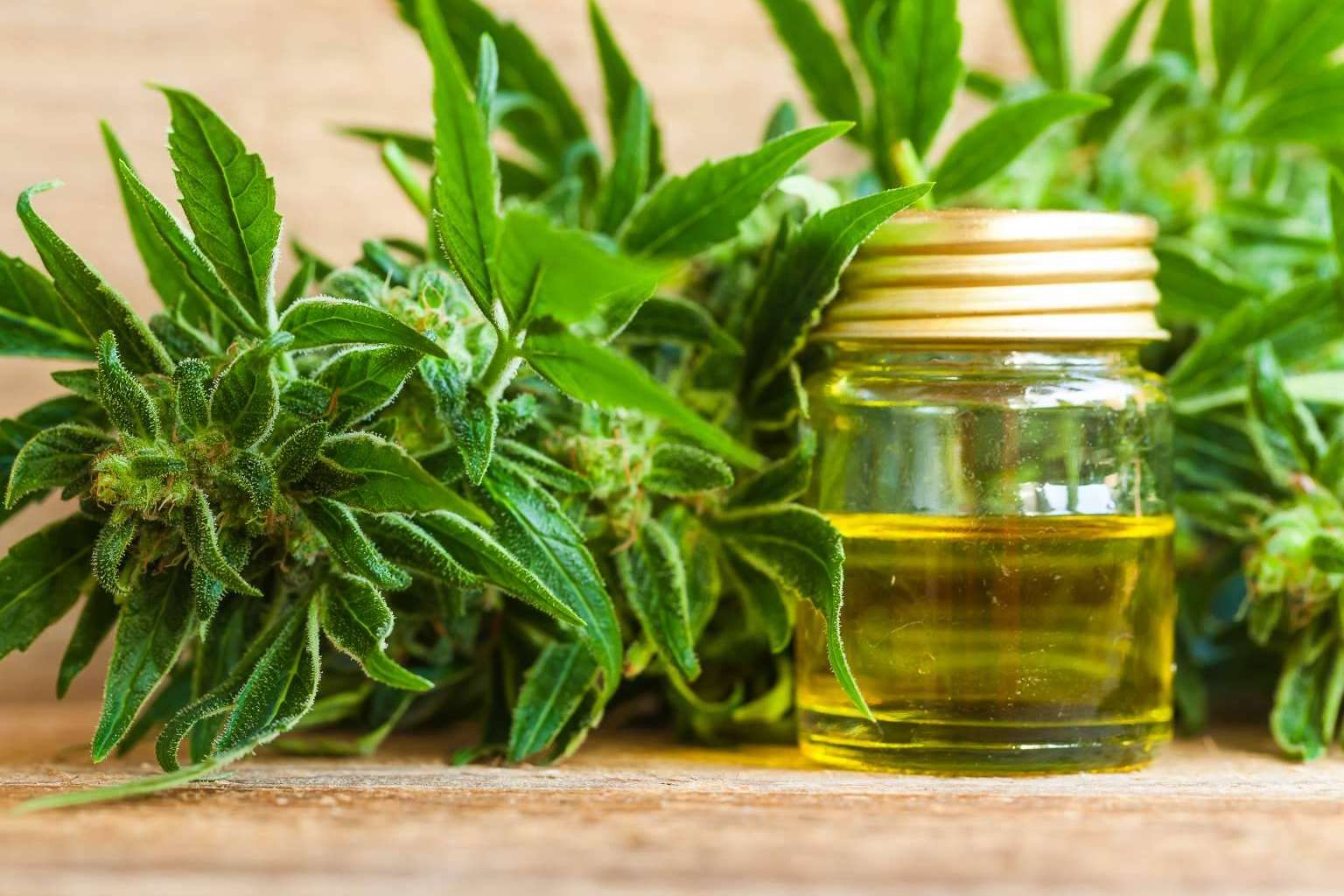 Los productos de aceite CBD de Legal Hemp