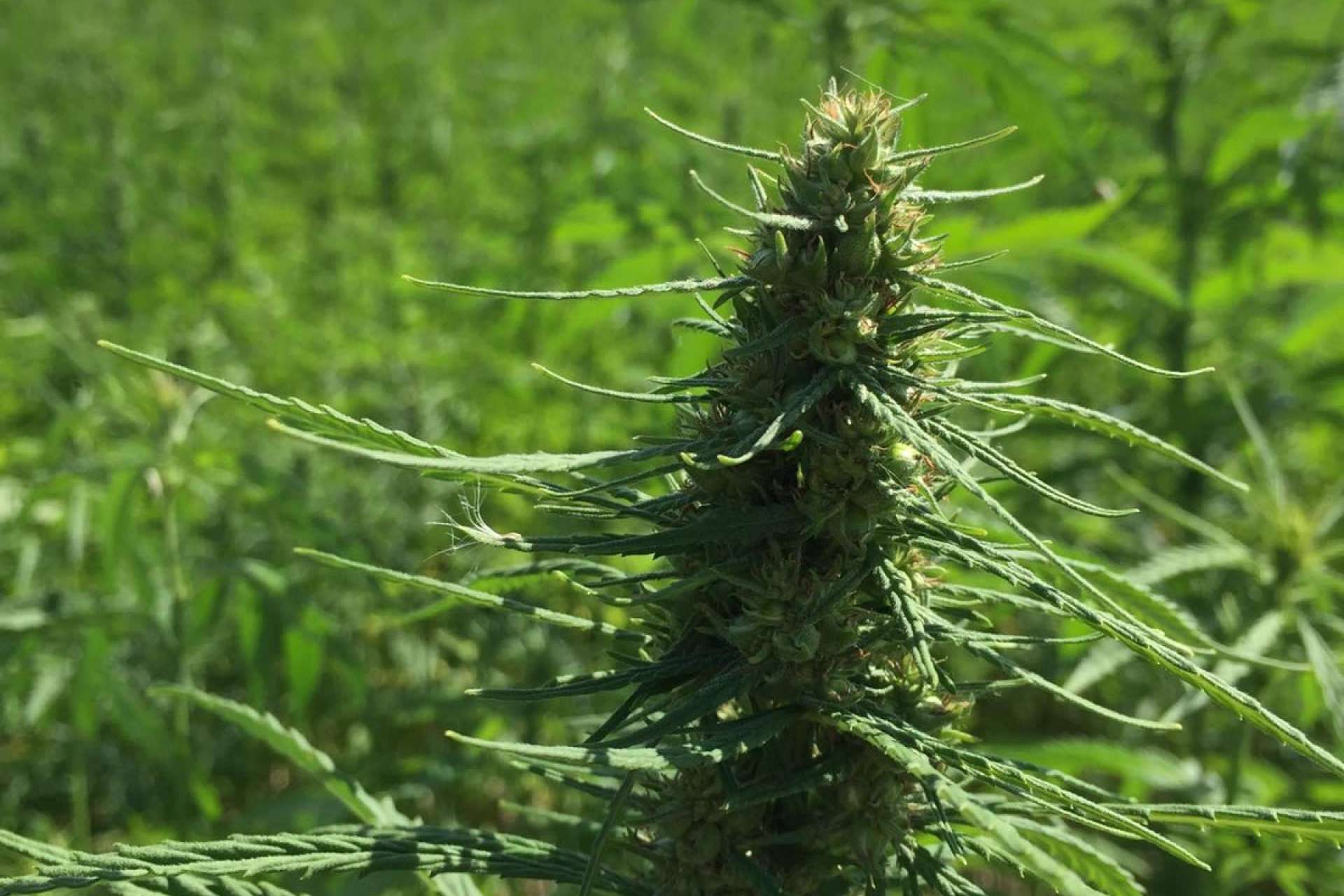 ¿Ha aumentado el cultivo de cáñamo en España?: La Mal Querida Sativa
