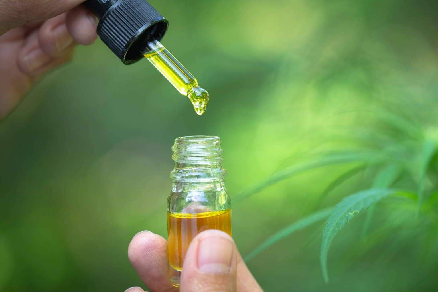 Legal Hemp expone la problemática y las ventajas del CBD