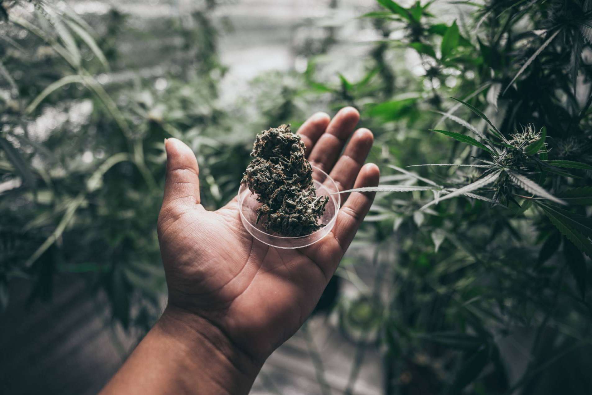 Opciones para comprar flores de CBD en España