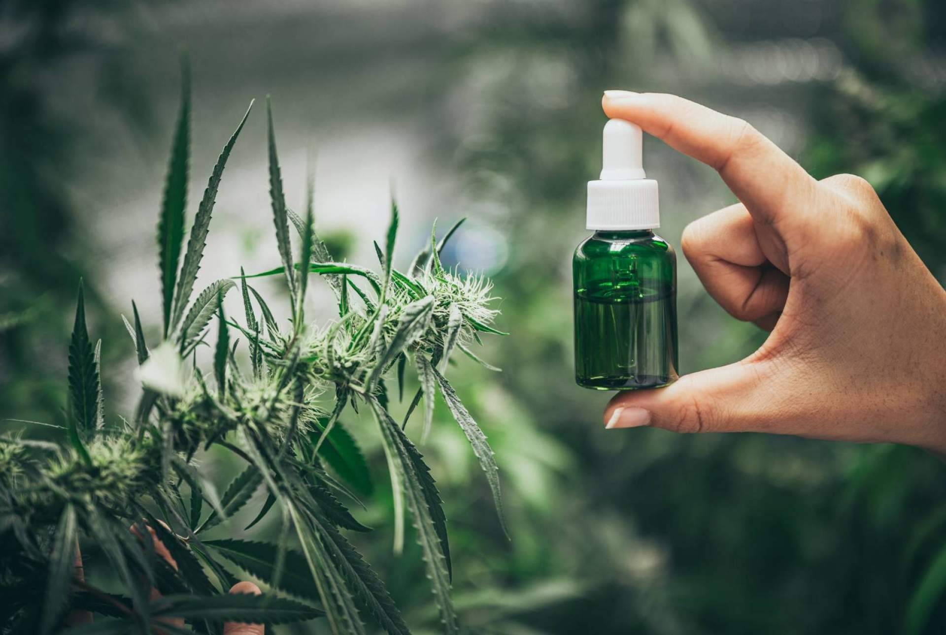 ¿Dónde se puede comprar CBD en España?