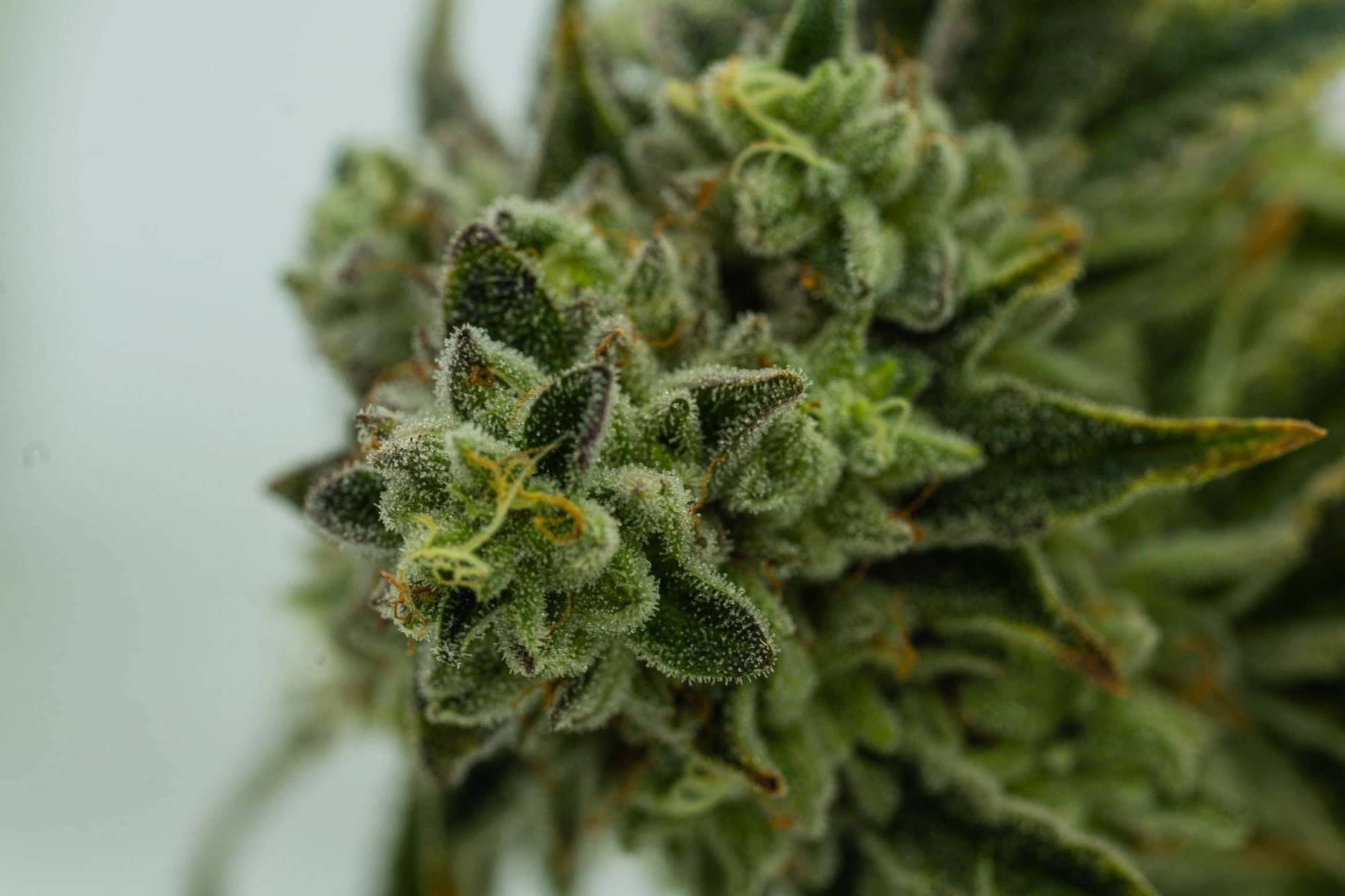 Cannabis. ¿Paraíso o infierno?