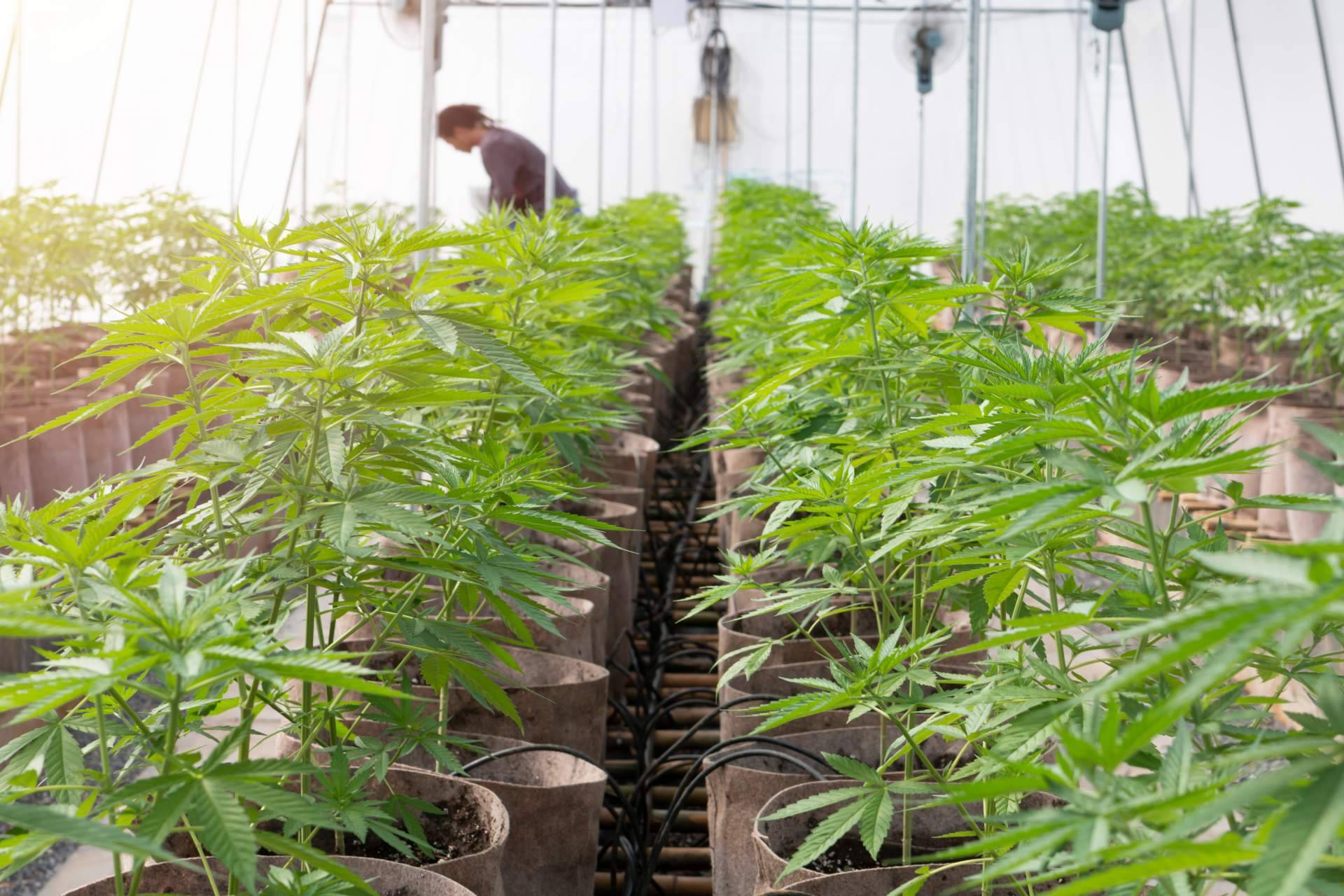 La iluminación led de topgrow.es para cultivos