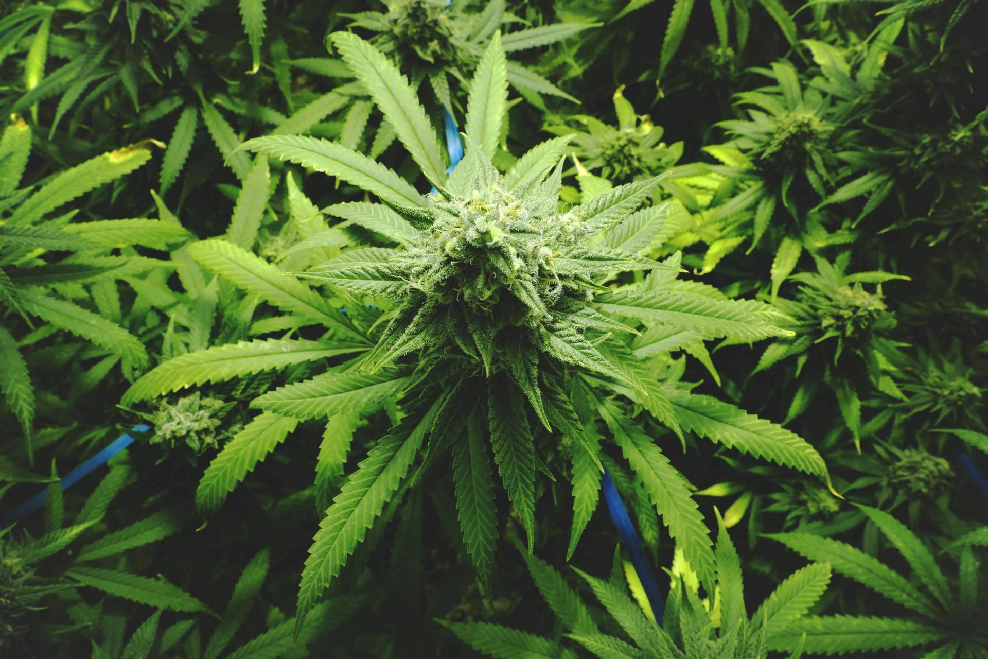 Grow shop, un negocio de franquicias al alza que seguirá creciendo en 2022