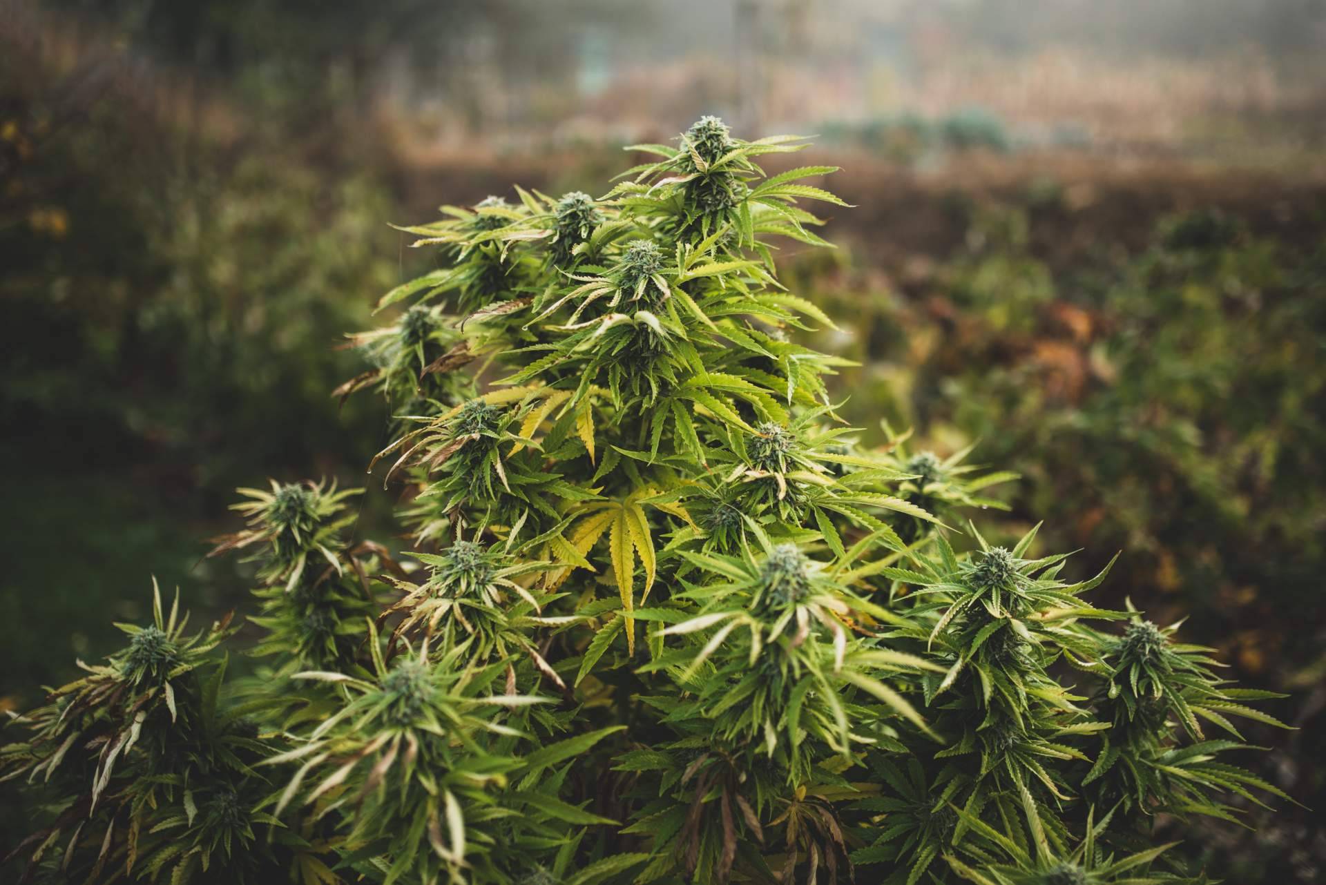Abonos orgánicos para el cultivo de cannabis de Fertihouse