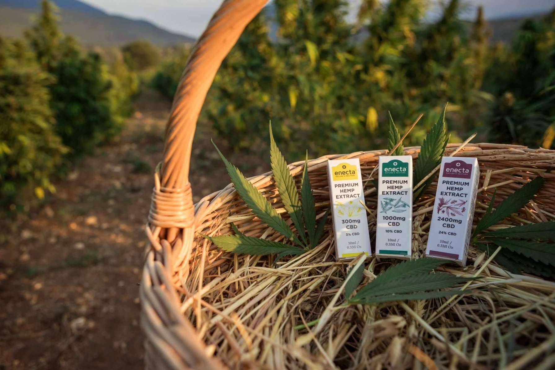Todos los beneficios del aceite CBD, por Enecta