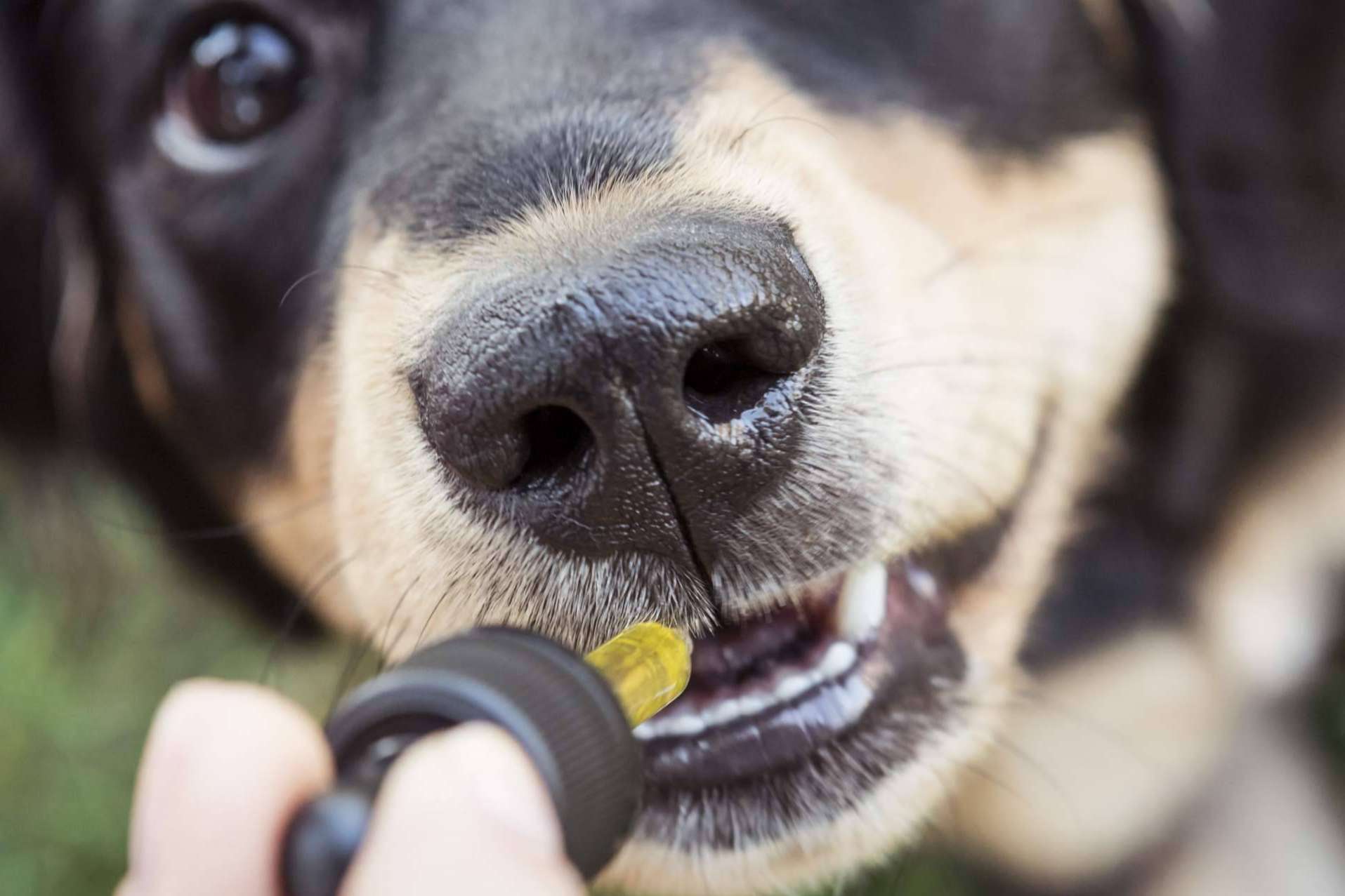 Cuáles son los beneficios CBD en mascotas, según Enecta