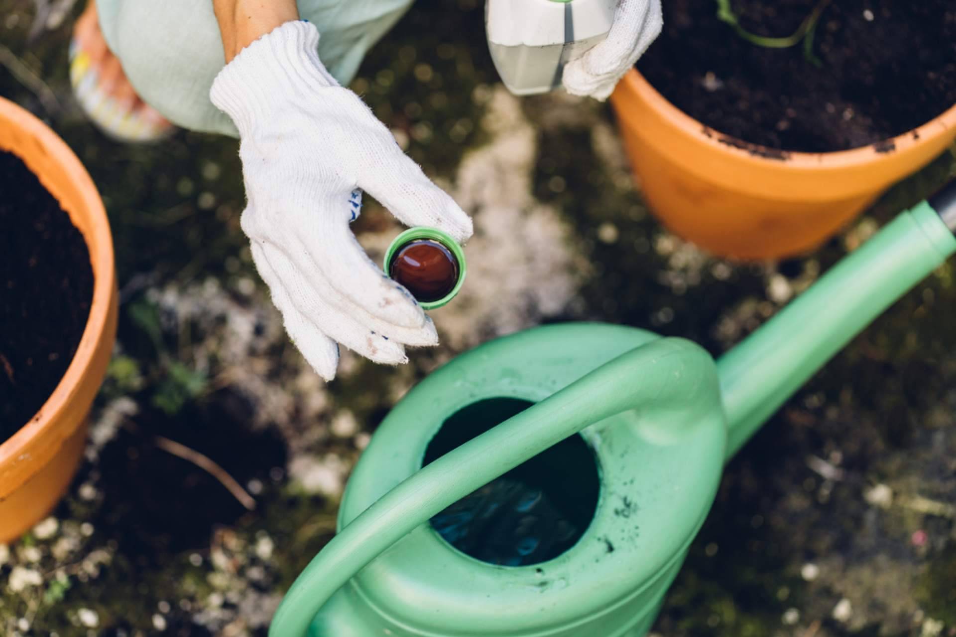 Los abonos para plantas más recomendables