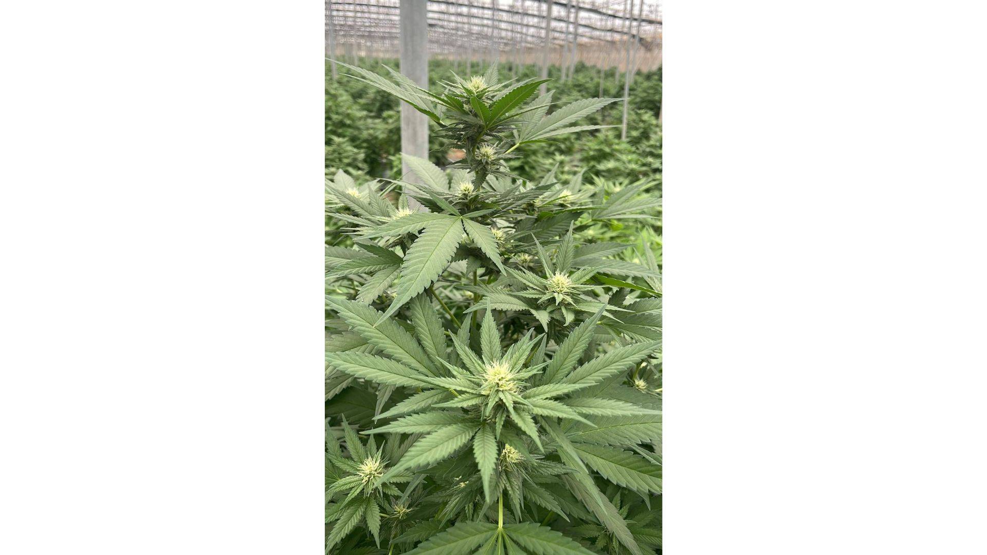 Cultivar cáñamo y obtener CBD de manera sostenible, por Iberian CBD