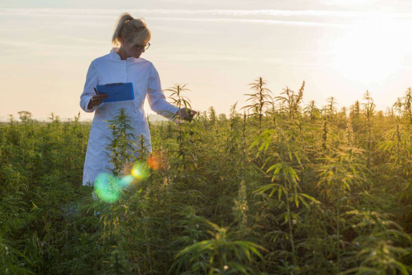 Venta de cultivo de CBD de la mano de Iberian CBD