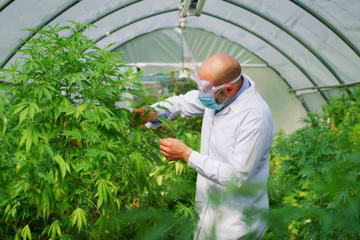 Diferencias entre el cáñamo industrial y la marihuana, por Iberian CBD