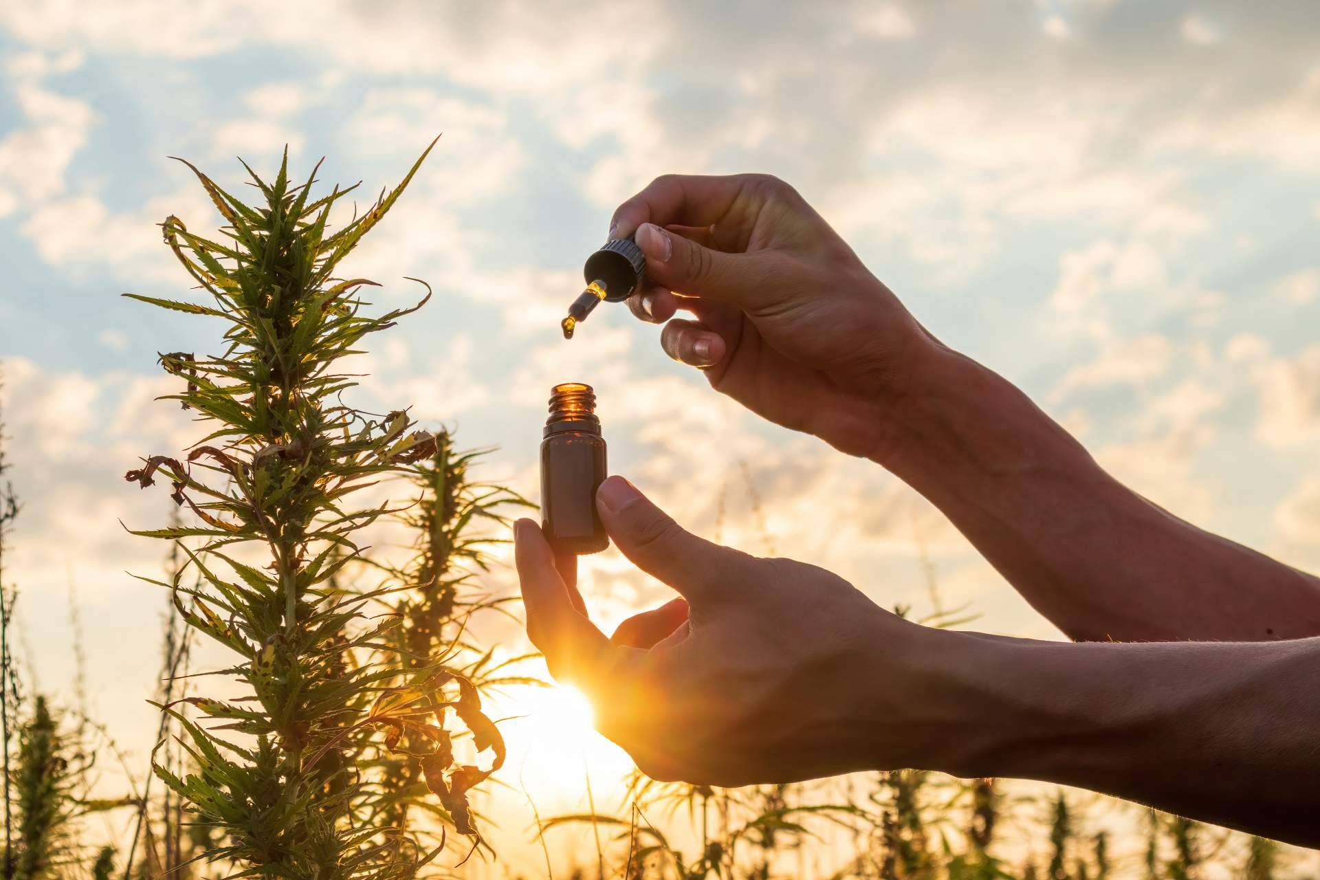 CBD Wonderfull, los beneficios del cannabidiol para dormir