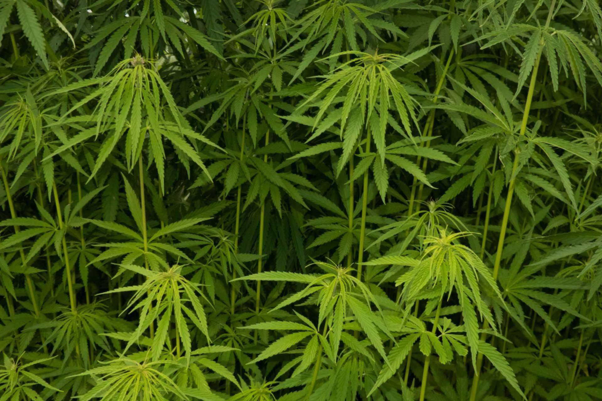 Cannabis Barcelona, el portal informativo sobre la comunidad del cannabis en la ciudad de Barcelona