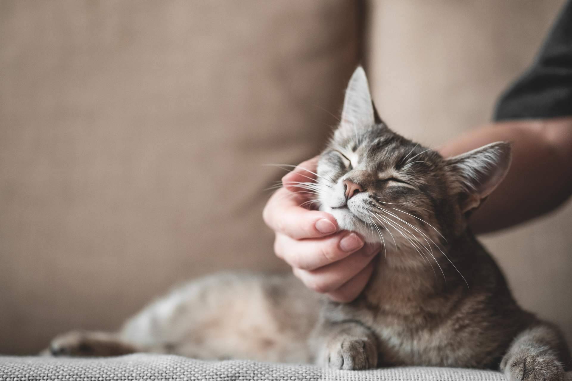 The Hemp Ground expone los principales beneficios del CBD para las mascotas