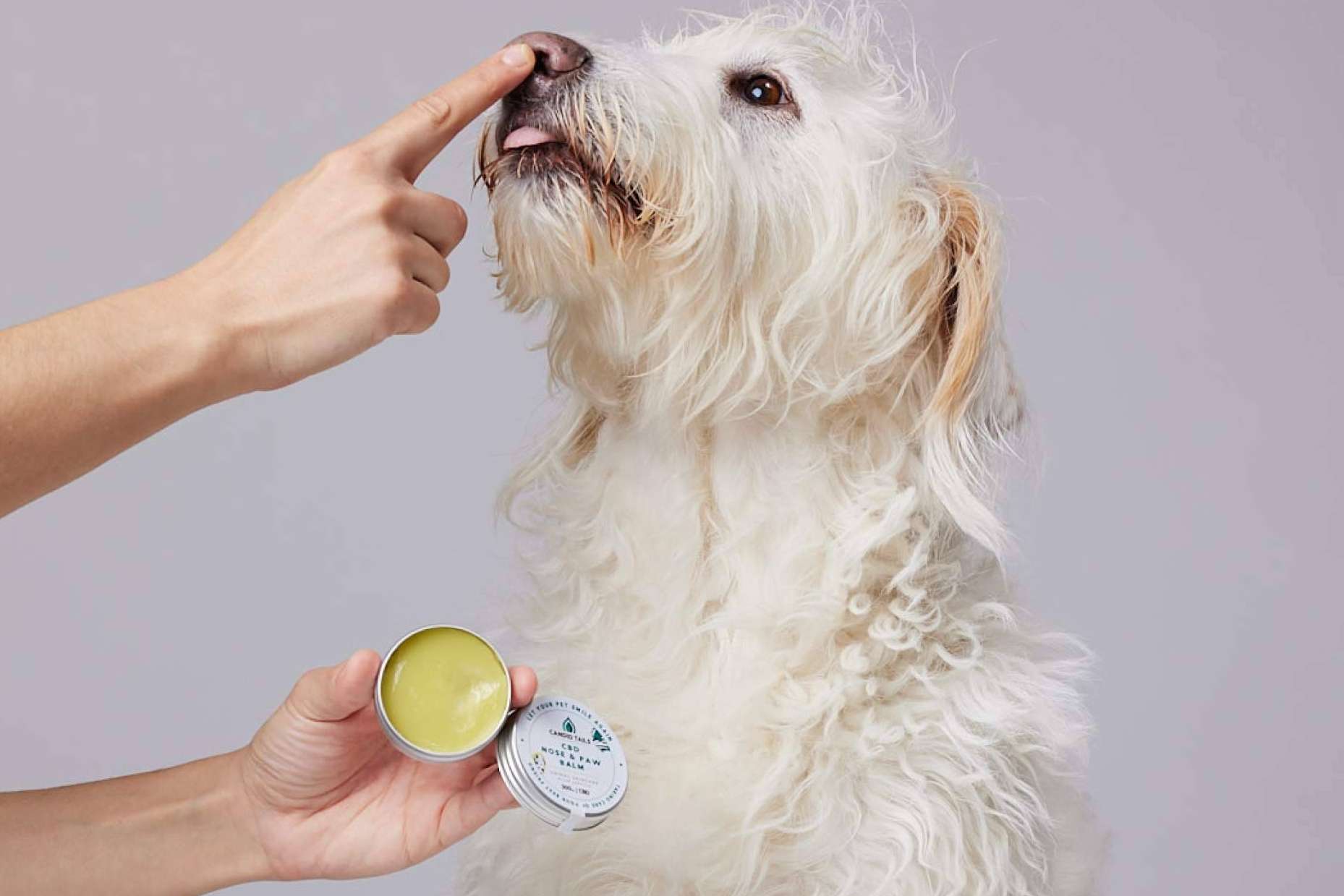 El cannabis para perros es una tendencia que ha ganado fuerza