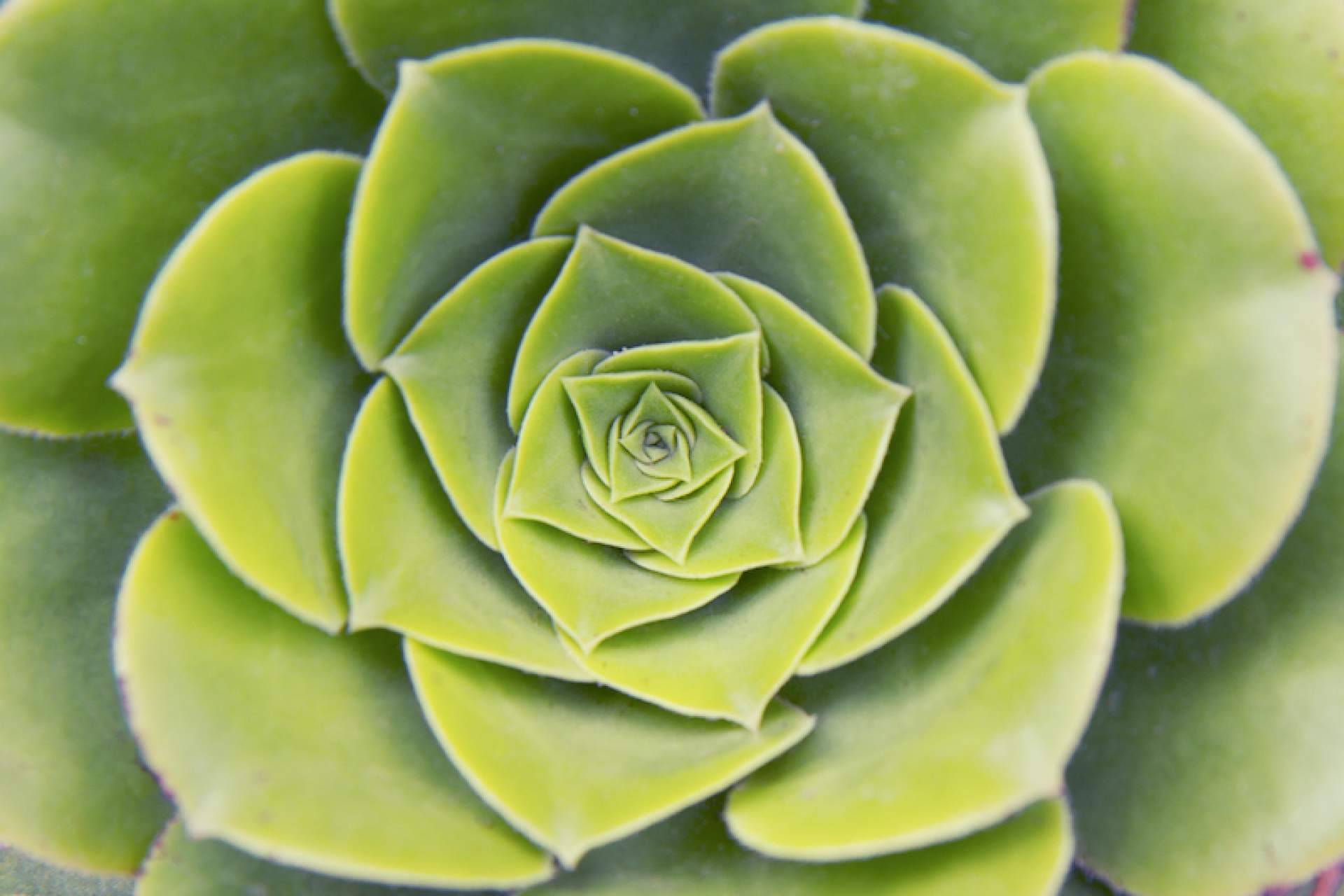 ¿En qué consiste la Geometría Sagrada?