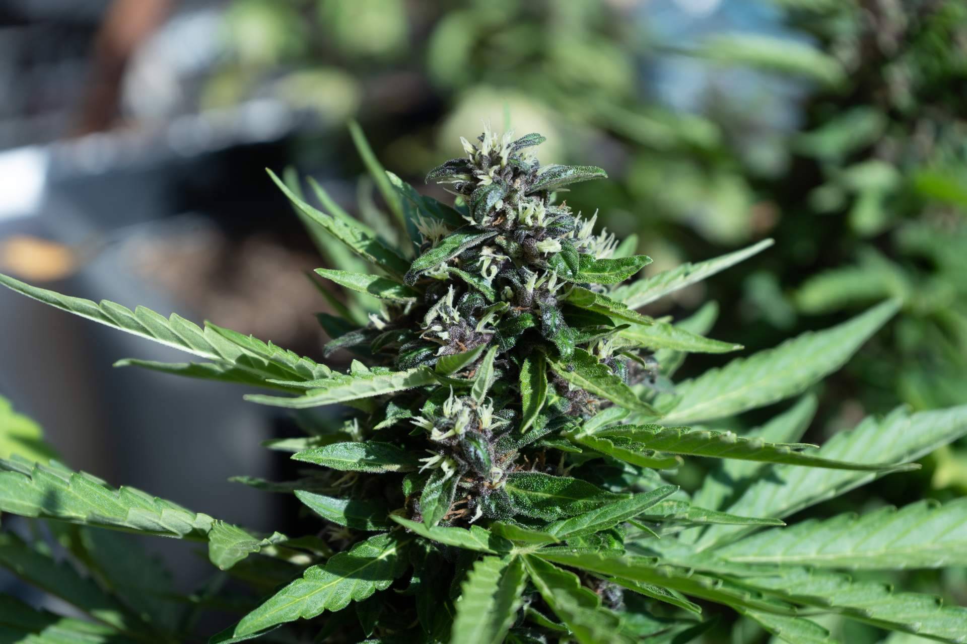 Conseguir flores CBD premium en Bee Products
