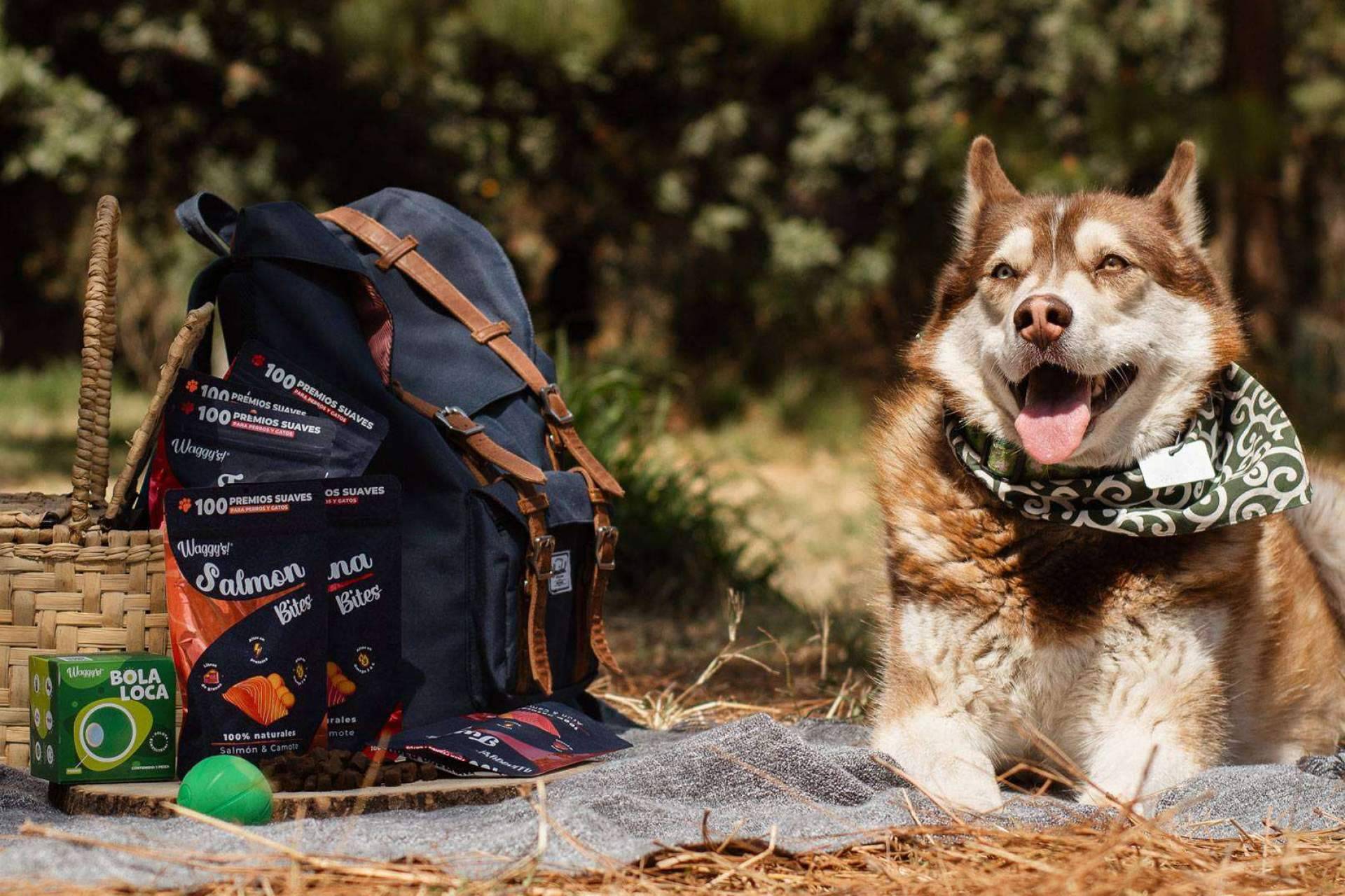 ¿Dónde encontrar premios naturales de CBD para mascotas? Waggys.pet