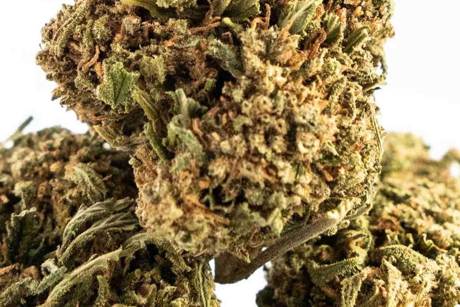 Botika CBD; Un oasis de bienestar a base de CBD