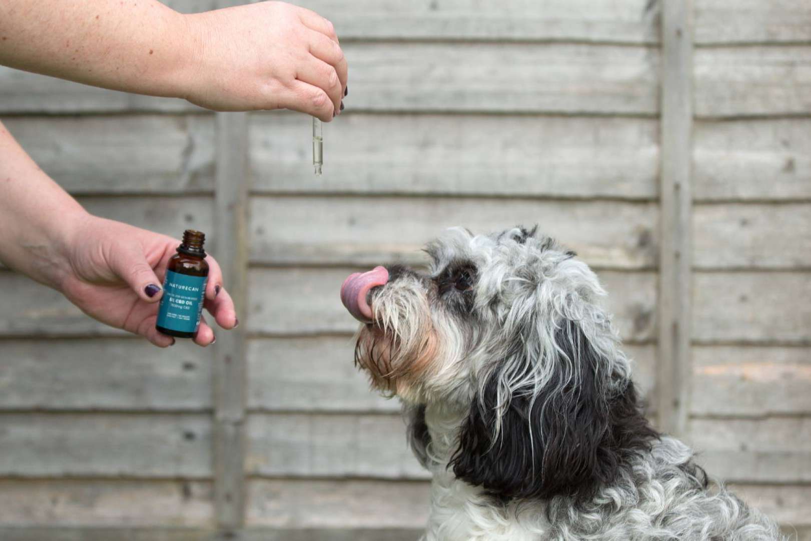 CBD para perros y gatos; cómo reducir el dolor y mejorar la movilidad de una mascota de forma natural