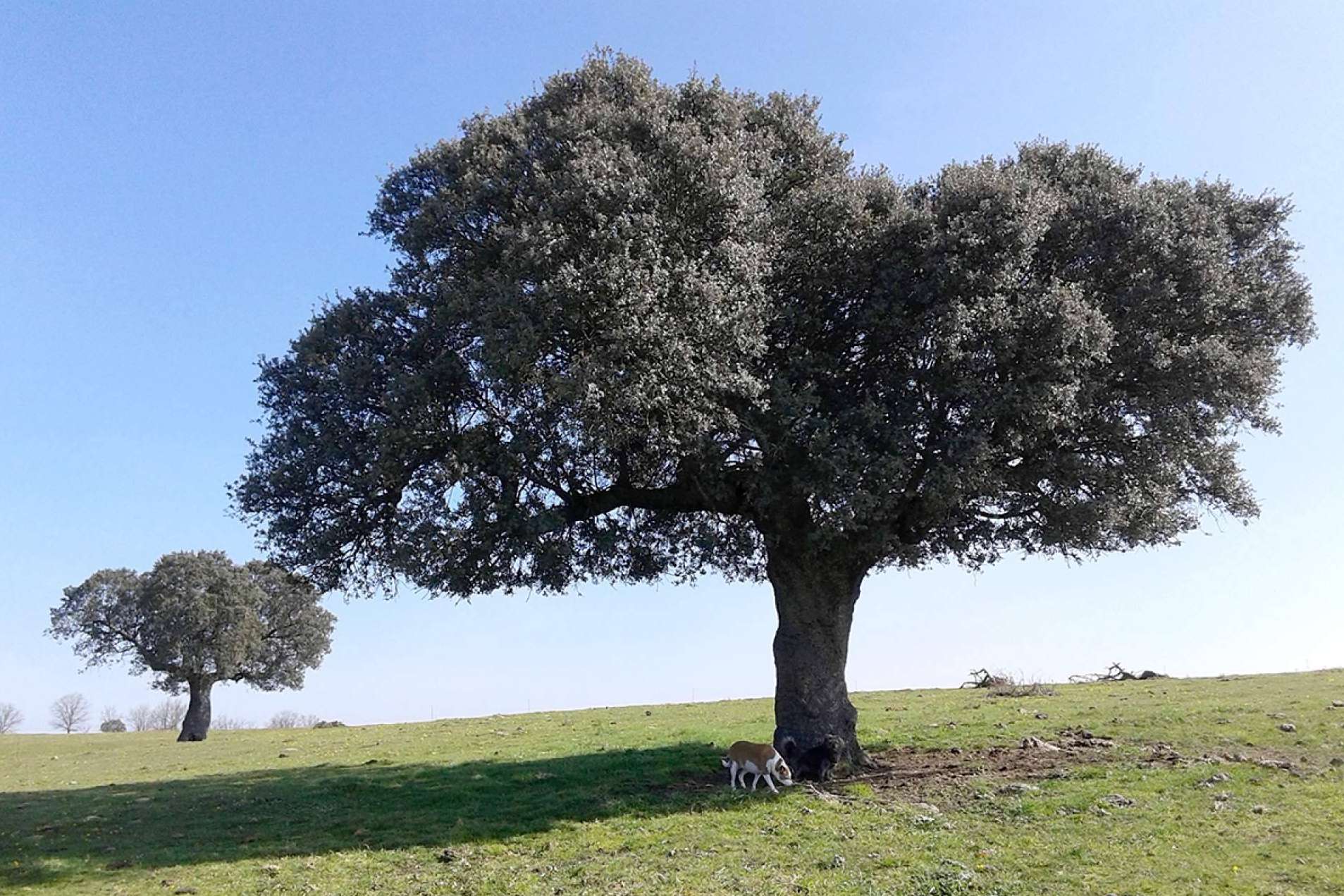 El G.O. CAPRICORNIO afronta su último año con innovaciones clave para la sostenibilidad de la dehesa