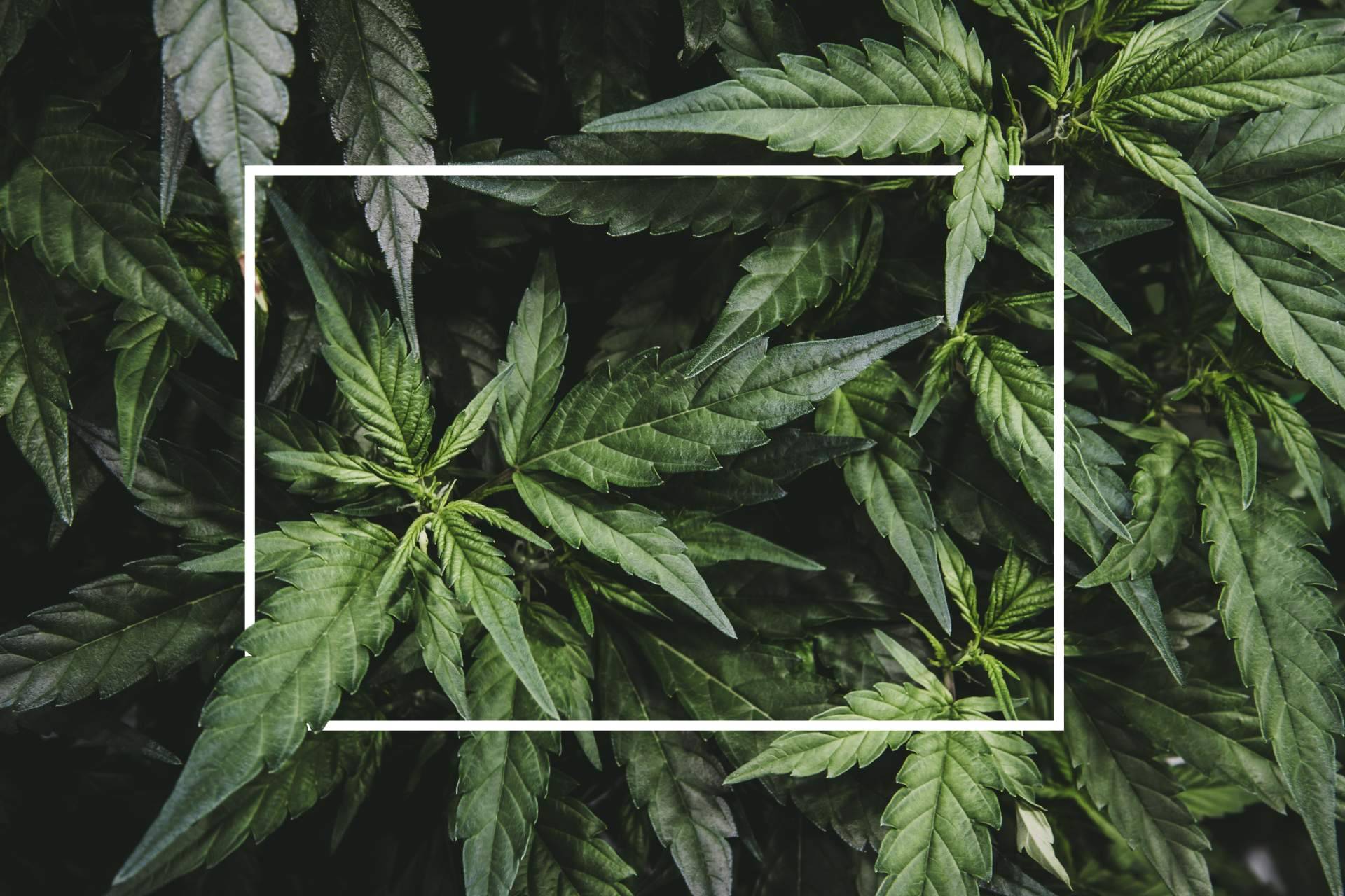 CBD legal; Extractos EUM se posiciona como referente en producción y cumplimiento normativo